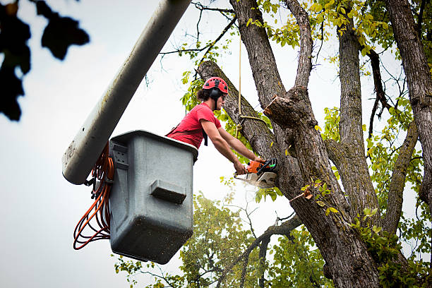 Tree and Shrub Care in Rusk, TX